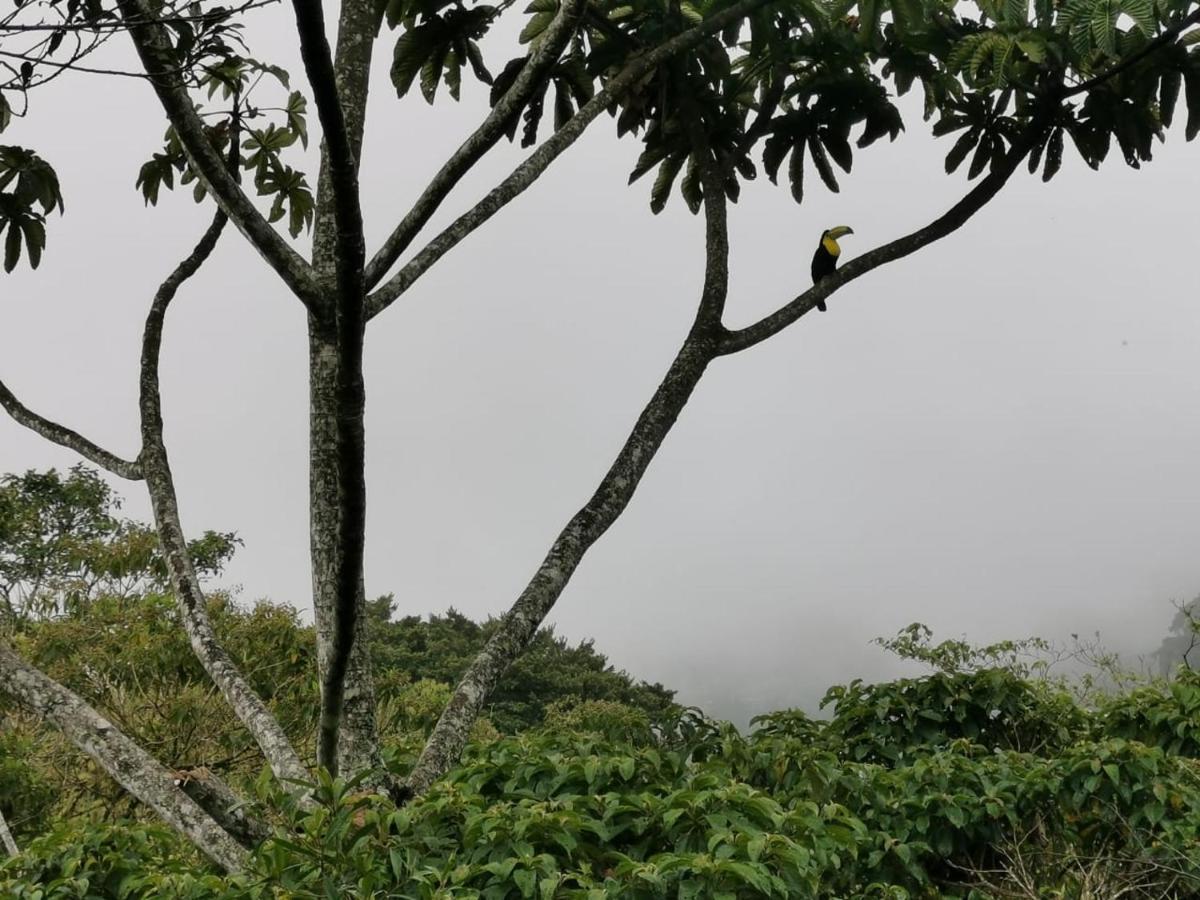 Cabanas El Bosque توريالبا المظهر الخارجي الصورة